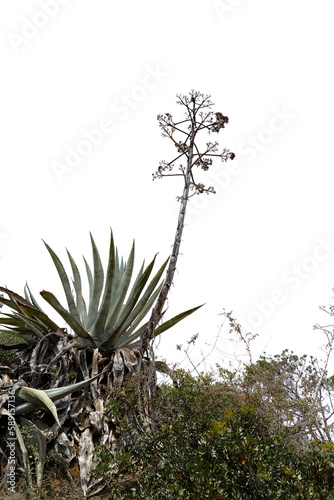 Bäume und Pflanzen isoliert. Agave. 