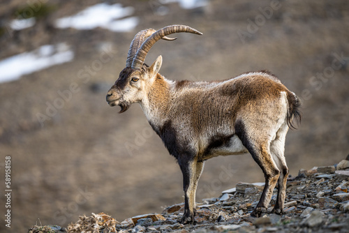 The Iberian ibex, also known as the Spanish ibex, Spanish wild goat and Iberian wild goat, Capra pyrenaica. Sierra Nevada mountain range, Spain. photo