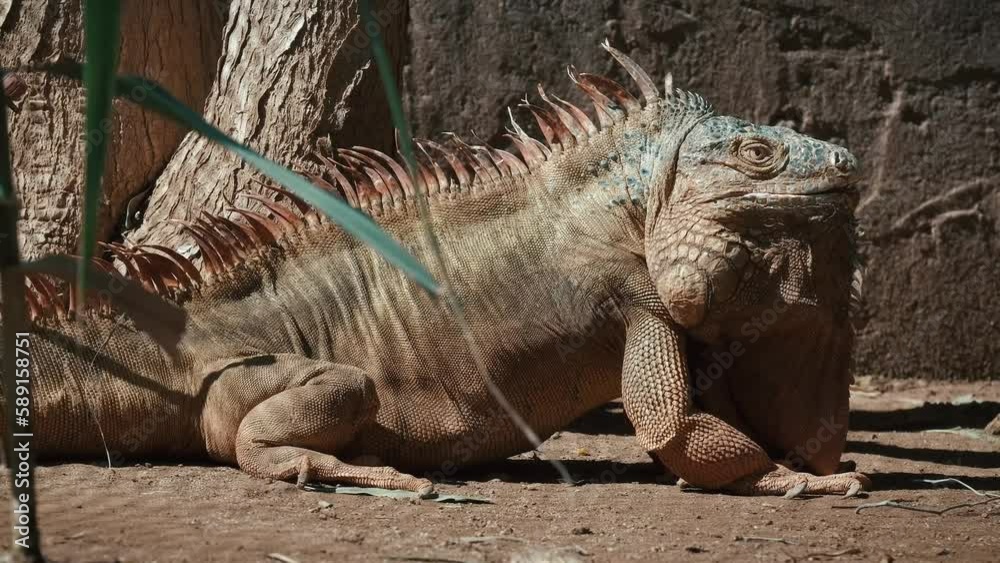 Close-up head of reptile, young green iguana. Close-up head of reptile, young green iguana.