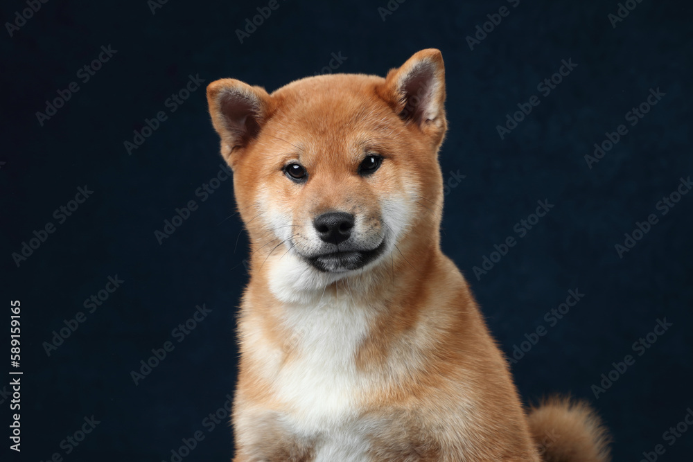 Cute fluffy shiba inu puppy, portrait. Close-up portrait, red puppy