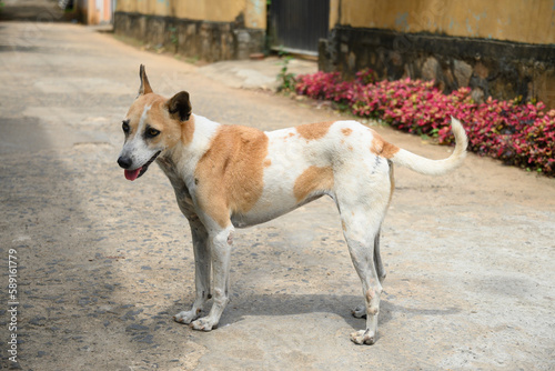 Hungry stray dog walks on Asian street in search of food. Sri lanka.