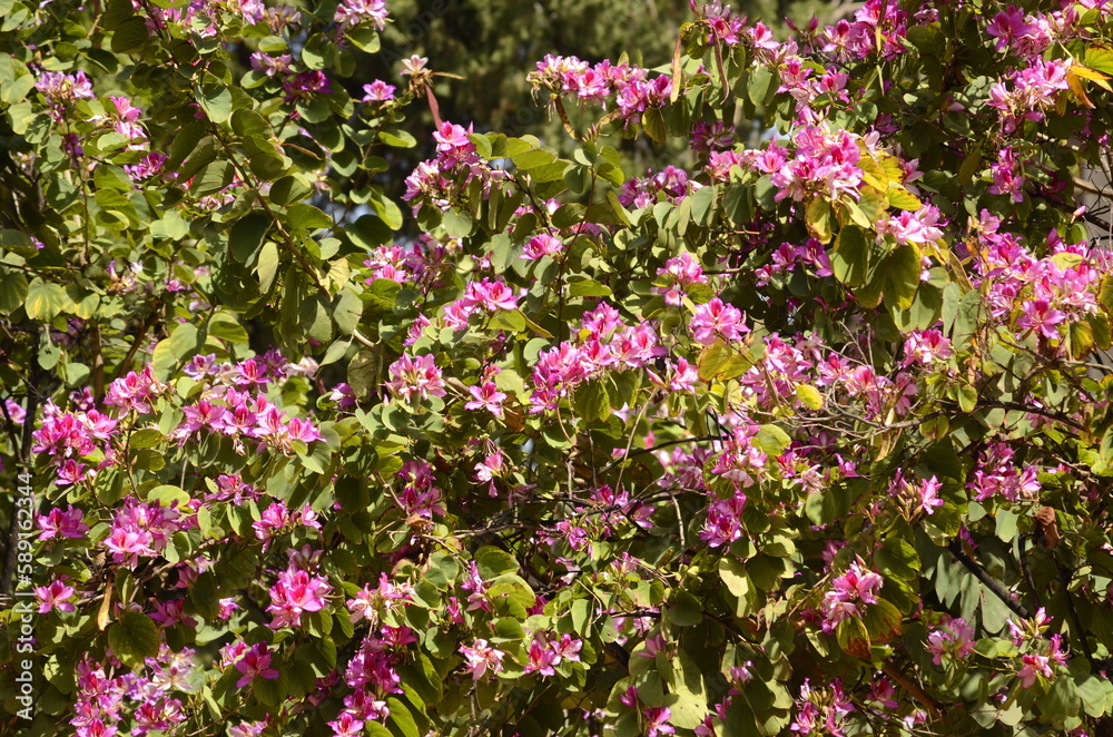 Pink Bauhinia flower blooming, Closeup Purple Orchid Tree or Purple Bauhinia 