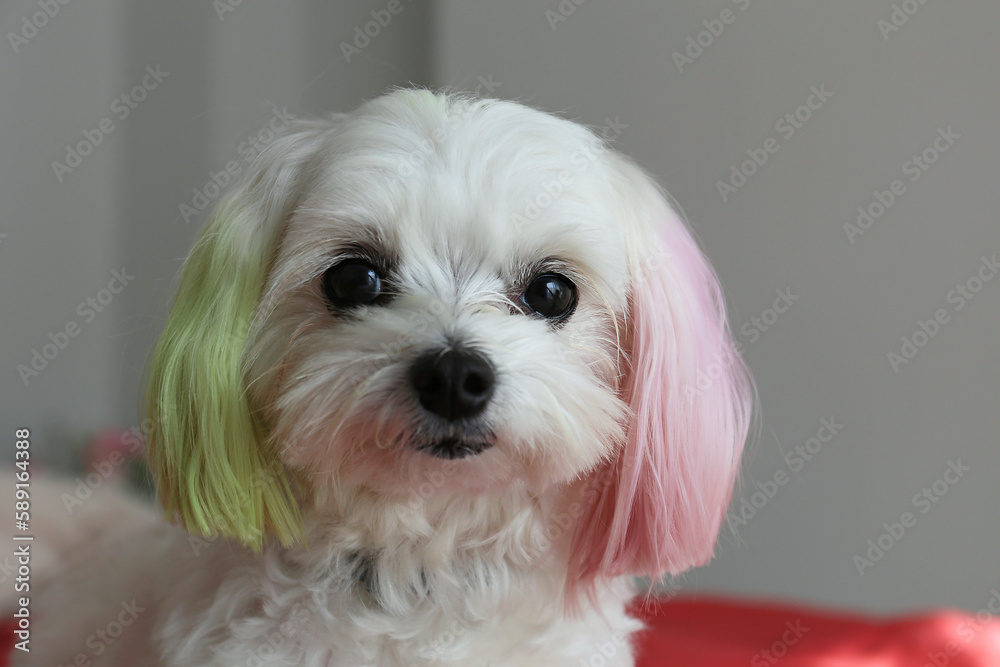 Funny looking maltese dog with ears dyed in bright colors sitting in the bed alone and looking at the camera. Close up, copy space, background. Funny looking maltese dog with ears dyed in bright colors sitting in the bed alone and looking at the camera. Close up, copy space, background.