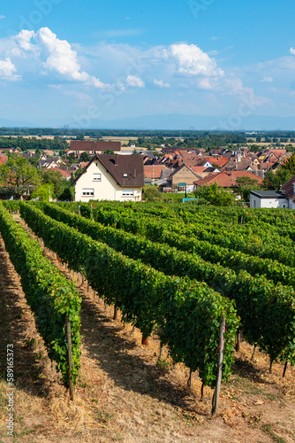 Village between the vineyards  Eguisheim  France