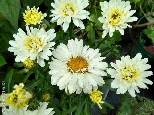 Leucanthemum x superbum  Victorian Secret 