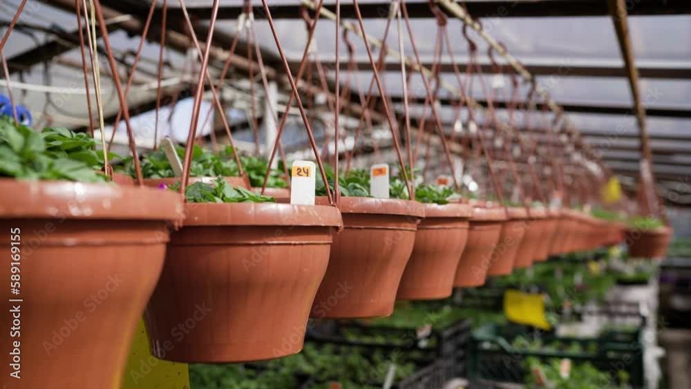 Pink, yellow and purple petunia flowers hang in plastic pots in the nursery. Pink, yellow petunia flowers hang in plastic pots in a nursery. Petunias in pots in a greenhouse in spring.
