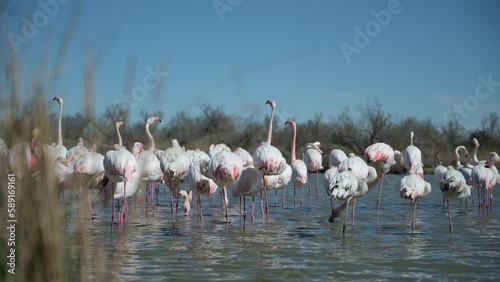 group of pink flamingos during the nuptial period