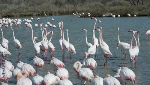 group of pink flamingos during the nuptial period