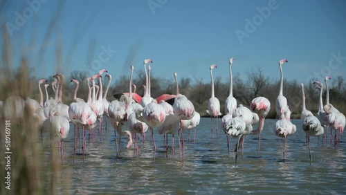 group of pink flamingos during the nuptial period