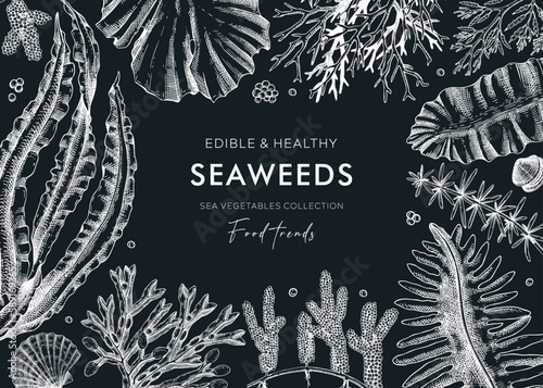 Hand-drawn edible seaweed  background on chalkboard. Sea vegetables sketches. Vector frame with kelp, wakame, kombu, hijki  illustration. Healthy food ingredients banner for Japanese cuisine menu.