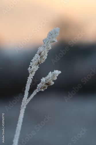 Closeup or macro of a frozen grass straw © Linda