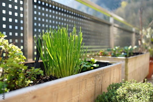 chives and other herbs growing on a balcony garden photo