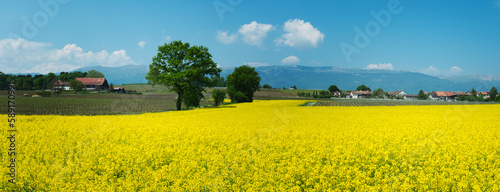 Swiss farms and rapeseed field in spring, Geneva canton © Andrei Kazarov