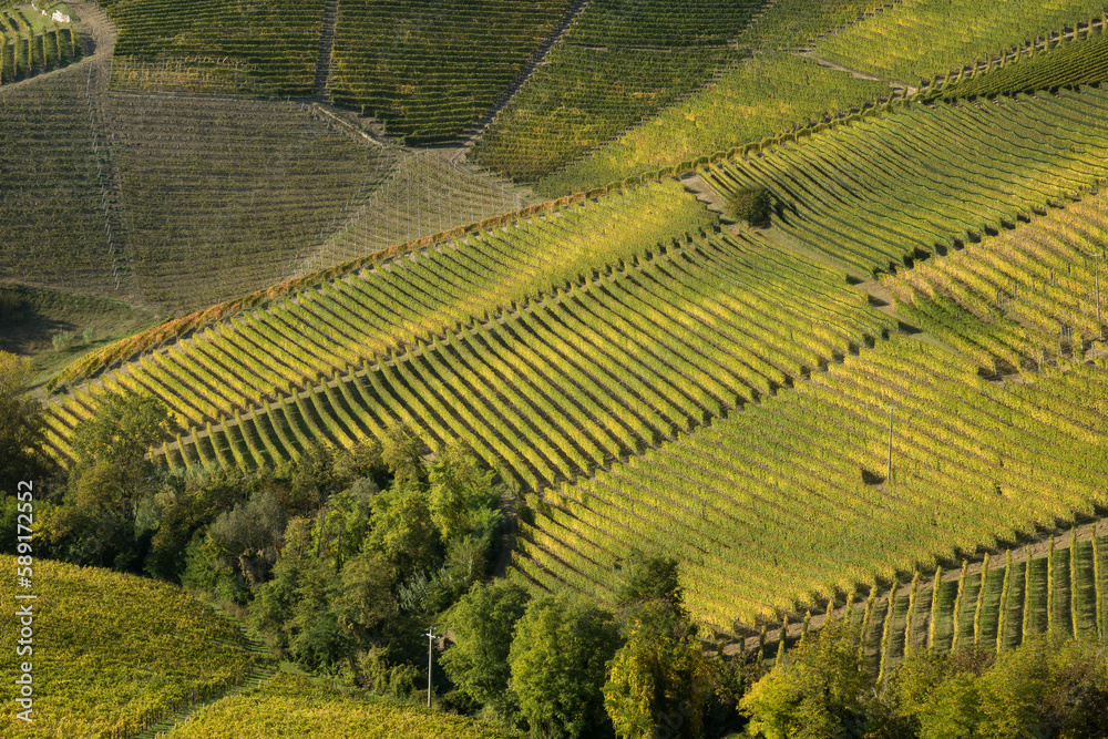Rows of vine.
Rows of vine with yellow leaves for autumn season. Hills that look like an amphitheater. View from above. Langhe area, Piemonte, Italy.