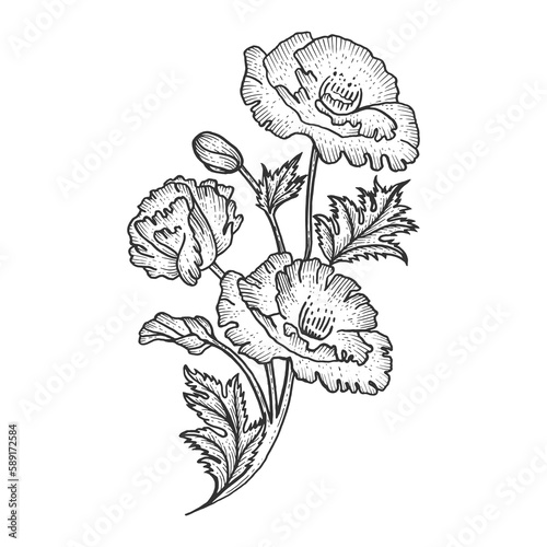 Poppy flower sketch engraving PNG illustration with transparent background