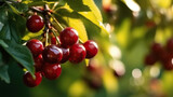 Delicious maroon cherries growing in the garden. Based on Generative AI