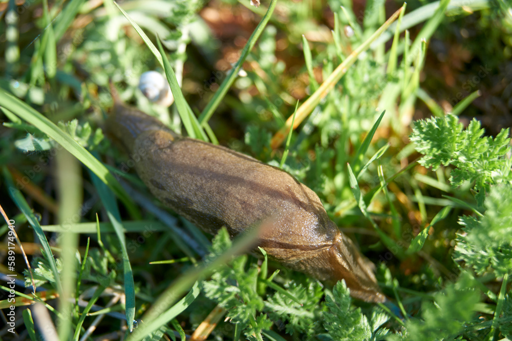 slug slug