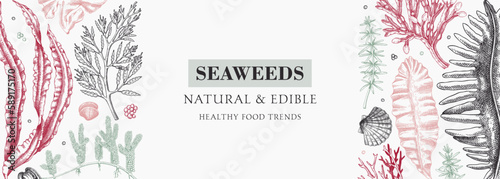 Botanical illustration of underwater algae. Edible seaweed banner design. Hand drawn food ingredients and vegetarian products frame. Sea vegetables - kelp, wakame, kombu, hijiki, Irish moss sketches