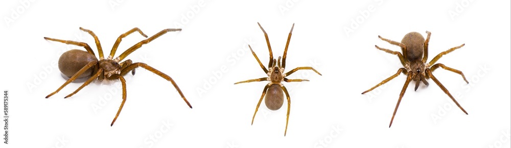 Southern House spider - Kukulcania hibernalis - three views isolated on white background with detail throughout Southern House spider - Kukulcania hibernalis - three views isolated on white background with detail throughout