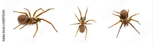 Southern House spider - Kukulcania hibernalis - three views isolated on white background with detail throughout