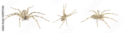 White Banded Fishing - Dolomedes albineus - three views isolated on white background. one of eight species of fishing spider in North America north of Mexico