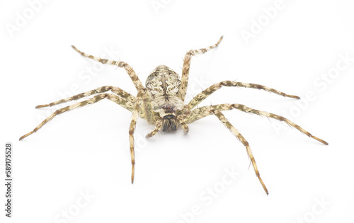 White Banded Fishing - Dolomedes albineus - front face view isolated on white background.  one of eight species of fishing spider in North America north of Mexico © Chase D’Animulls