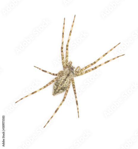 White Banded Fishing - Dolomedes albineus - top dorsal view isolated on white background. one of eight species of fishing spider in North America north of Mexico