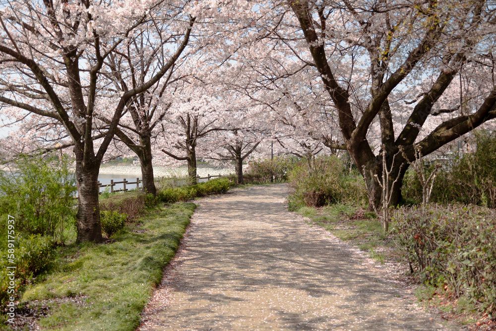 桜 波志江沼 桜 波志江沼