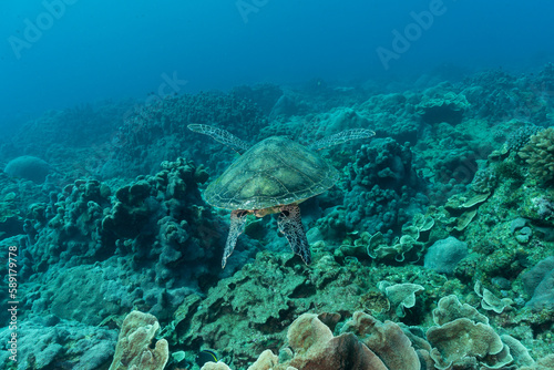 小笠原 サンゴ礁を泳ぐアオウミガメ