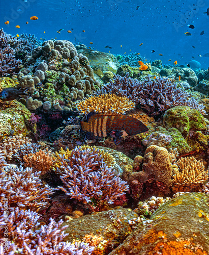 Coral reef South Pacific bali