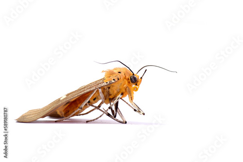 A Dead moth on White Background © Adina