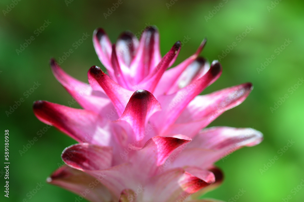 Close-up of Turmeric Flower in farm field