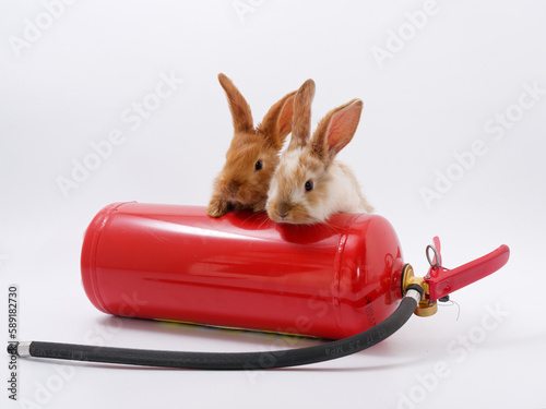 Fototapeta Naklejka Na Ścianę i Meble -  MES day. rabbit fire extinguisher on white background