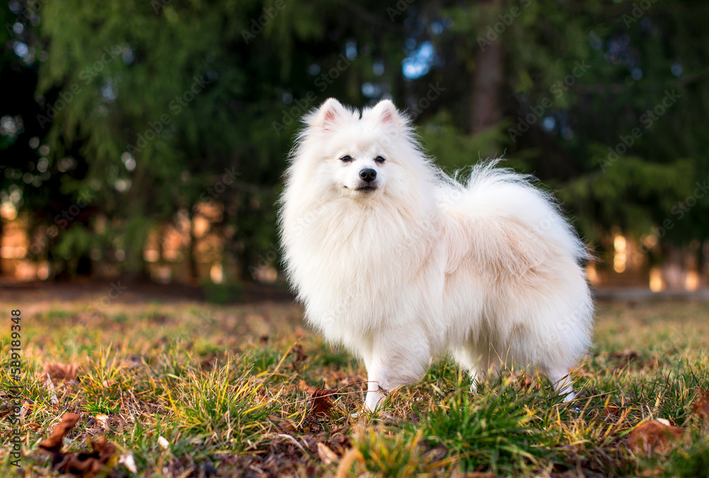 A beautiful dog of the Japanese Spitz breed. A white dog stands on a background of blurred green trees and grass. He is ten months old. The photo is blurred