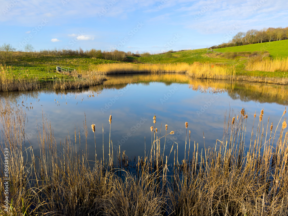 Reed beds in spring sunshine at Little Bog Lake, in Combe Valley, East Sussex, England