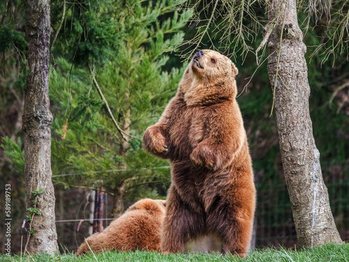 Obraz na płótnie Ours brun w salonie
