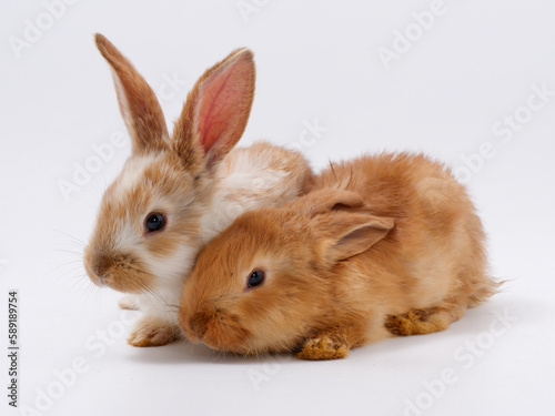 pair of young red rabbits on a white background