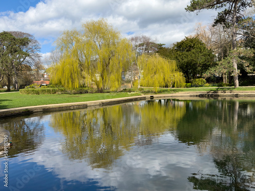 Willow trees in springtime in Alexandra Park, Hastings, East Sussex, England