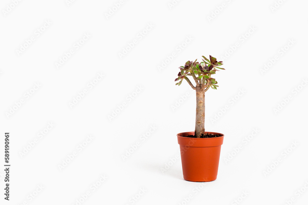 Green houseplant in a pot isolated on white Green houseplant in a pot isolated on white