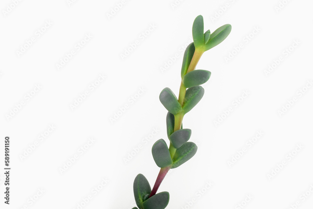Twig with green leaves isolated on white Twig with green leaves isolated on white