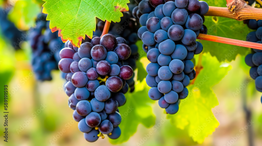 Naklejka premium Closeup of blue grape in vineyard with sunlight. Winery and grapevine growing background frame. Generative AI