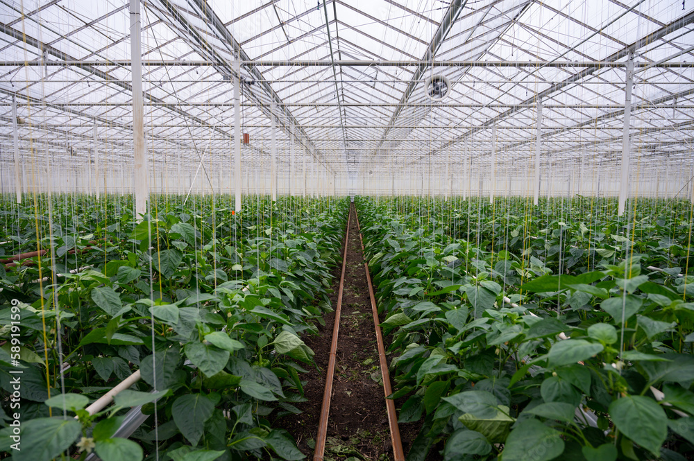 Big ripe sweet bell peppers, green paprika, growing in glass greenhouse, bio farming in the Netherlands Big ripe sweet bell peppers, green paprika, growing in glass greenhouse, bio farming in the Netherlands