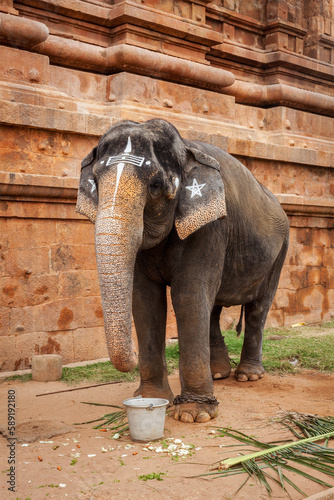 Elephant in Hindu temple Brihadishwarar Temple, Thanjavur, Tamil Nadu, India photo