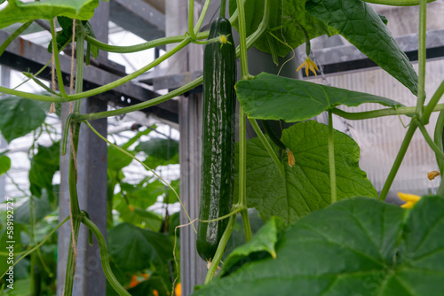 Young green cucumbers vegetables hanging on lianas of cucumber plants in green house