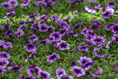 Cultivation of different summer bedding plants, begonia, petunia, young, flowering plants, decorative or ornamental garden plants growing in Dutch greenhouse