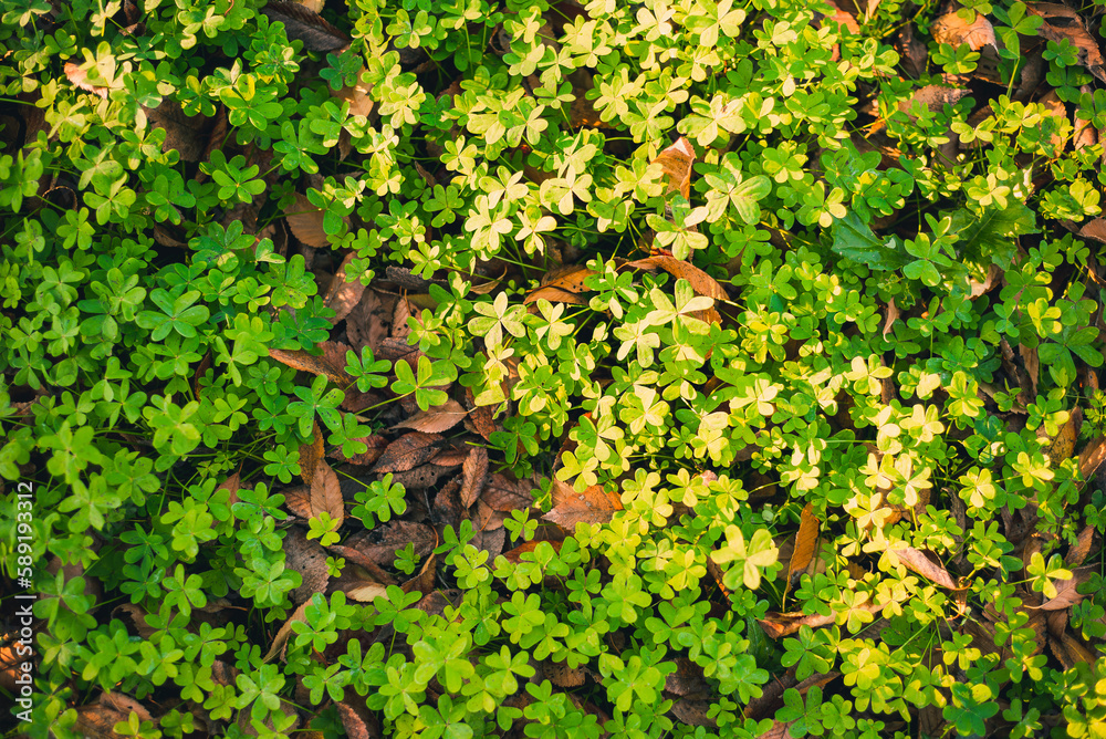 Looking down on green clover studded with dew, dry oak leaves scattered over it. Looking down on green clover studded with dew, dry oak leaves scattered over it.