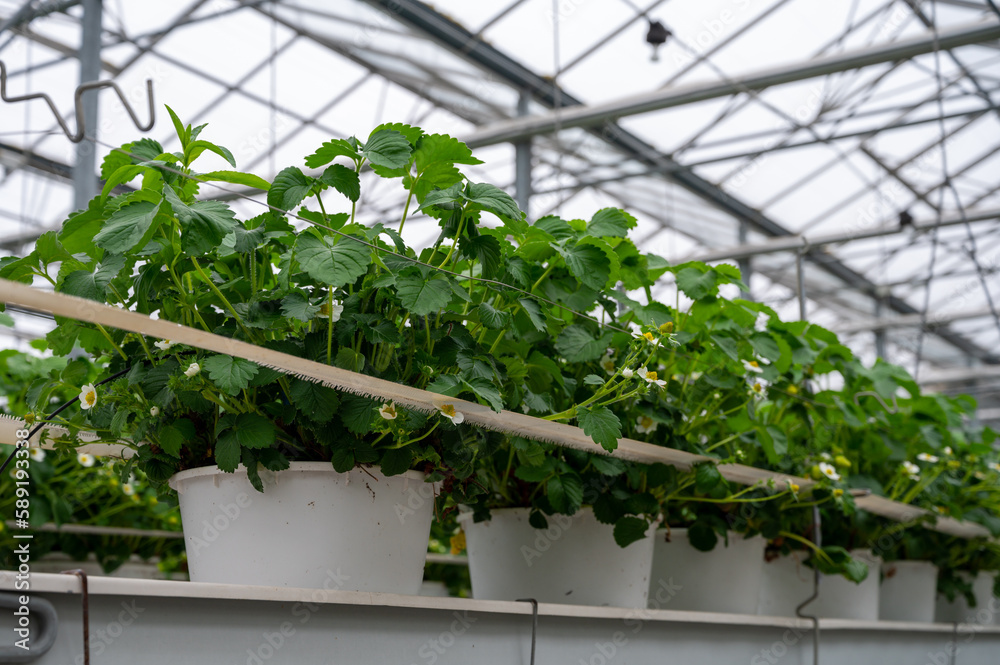 Spring season in greenhouse, unripe green strawberries growing on organic strawberry farm in the Netherlands