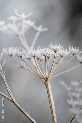 Closeup or macro of a frozen flower or plant © Linda