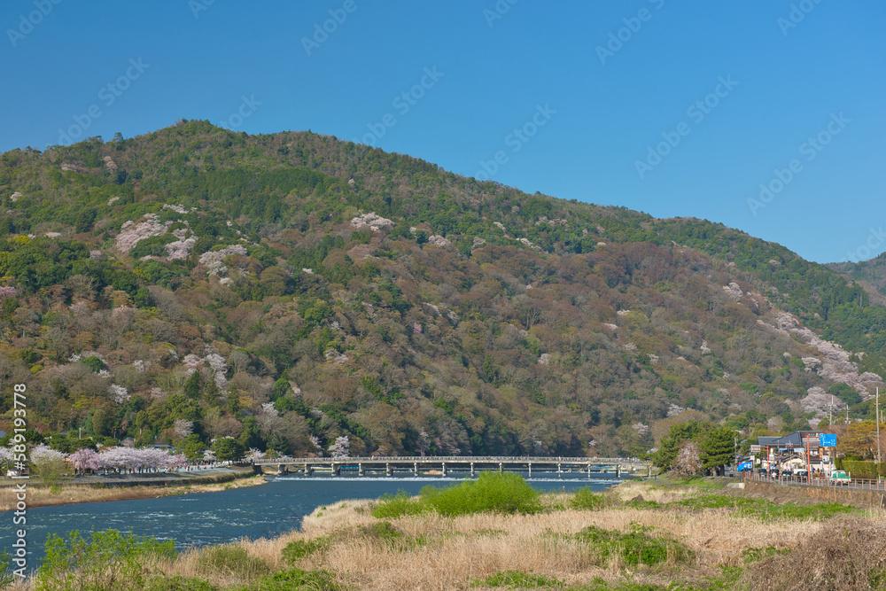 Fototapeta premium Cherry Blossoms in Full Bloom in Arashiyama Kyoto