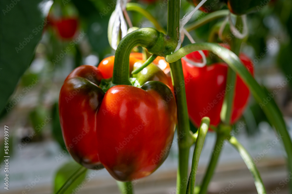 Big ripe sweet bell peppers, red paprika, growing in glass greenhouse, bio farming in the Netherlands Big ripe sweet bell peppers, red paprika, growing in glass greenhouse, bio farming in the Netherlands